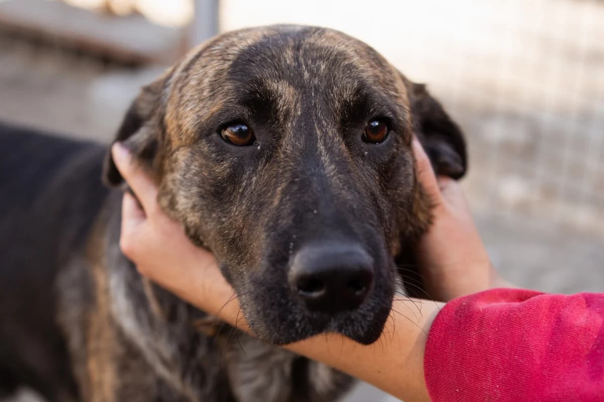Ludwig, male Mixed Breed for adoption at Tierheimhelden — photo 2 of 20