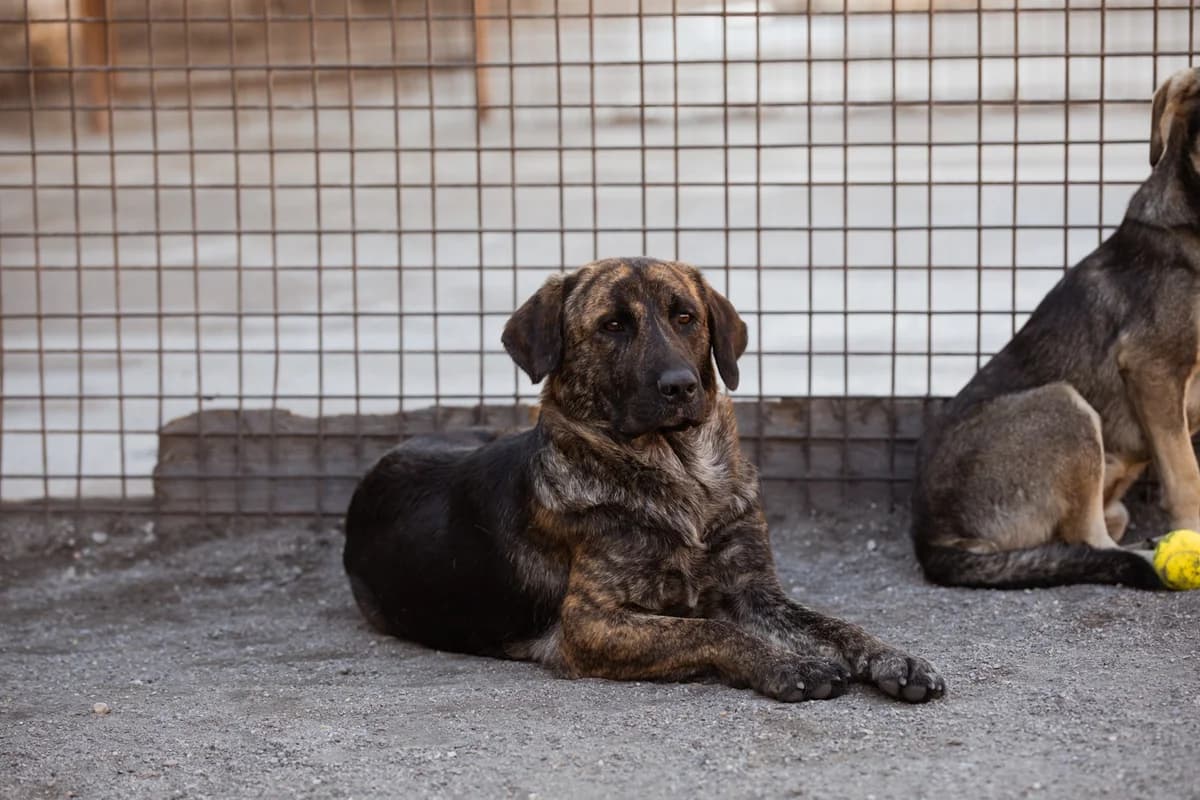Ludwig, male Mixed Breed for adoption at Tierheimhelden — photo 3 of 20