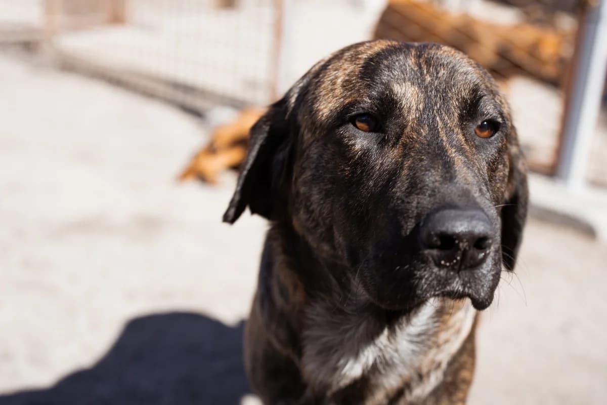 Ludwig, male Mixed Breed for adoption at Tierheimhelden — photo 4 of 20