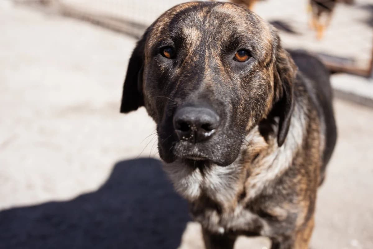 Ludwig, male Mixed Breed for adoption at Tierheimhelden — photo 5 of 20