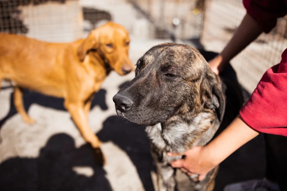 Ludwig, male Mixed Breed for adoption at Tierheimhelden — photo 6 of 20