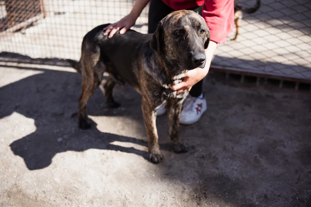 Ludwig, male Mixed Breed for adoption at Tierheimhelden — photo 7 of 20