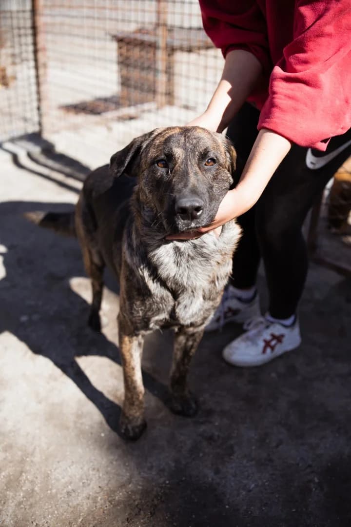 Ludwig, male Mixed Breed for adoption at Tierheimhelden — photo 8 of 20