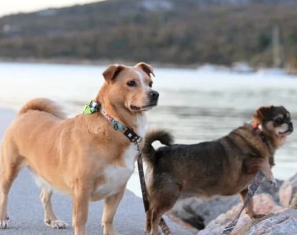 Kika-und-Max, female Mixed Breed for adoption at Tierheimhelden