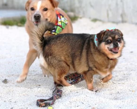 Kika-und-Max, female Mixed Breed for adoption at Tierheimhelden — photo 2 of 21