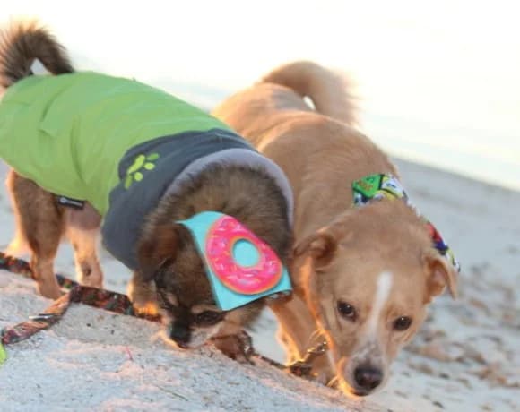 Kika-und-Max, female Mixed Breed for adoption at Tierheimhelden — photo 3 of 21