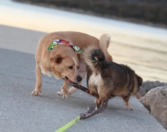 Kika-und-Max, female Mixed Breed for adoption at Tierheimhelden — photo 4 of 21
