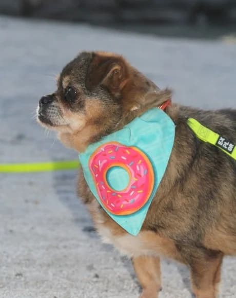 Kika-und-Max, female Mixed Breed for adoption at Tierheimhelden — photo 5 of 21