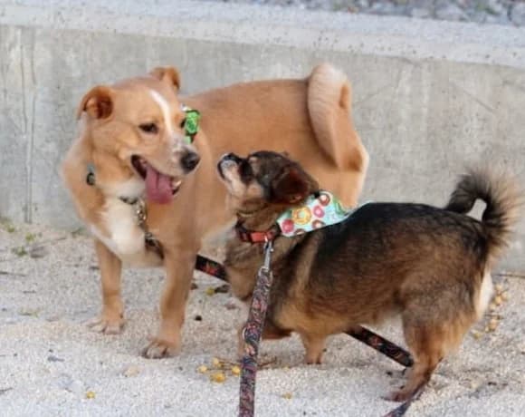 Kika-und-Max, female Mixed Breed for adoption at Tierheimhelden — photo 6 of 21