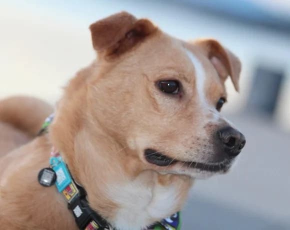 Kika-und-Max, female Mixed Breed for adoption at Tierheimhelden — photo 7 of 21