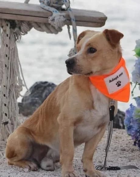 Kika-und-Max, female Mixed Breed for adoption at Tierheimhelden — photo 8 of 21