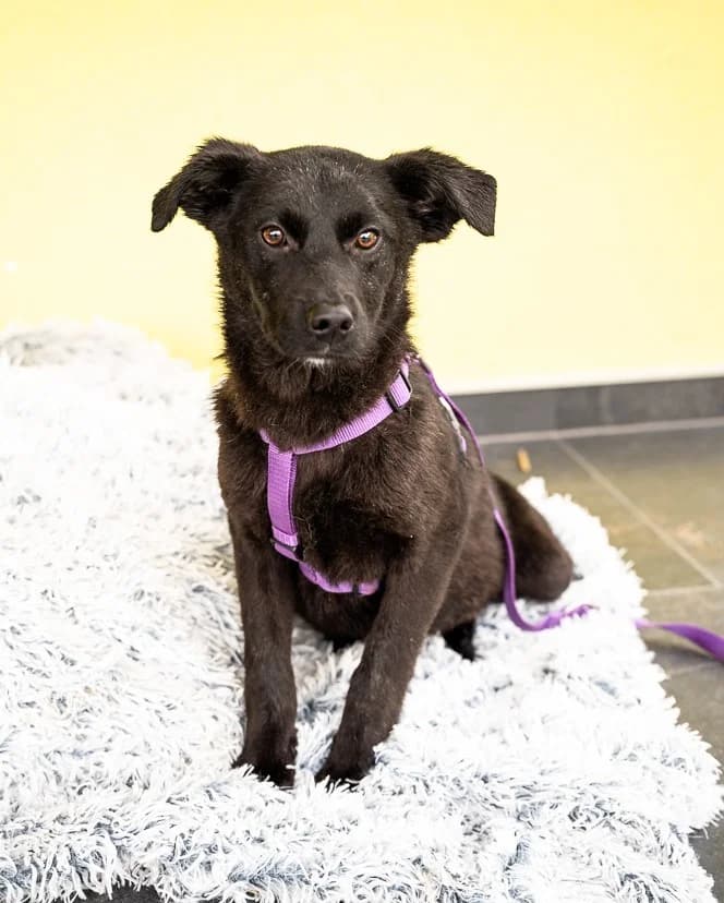 Beauty, female Mixed Breed for adoption at Tierheimhelden