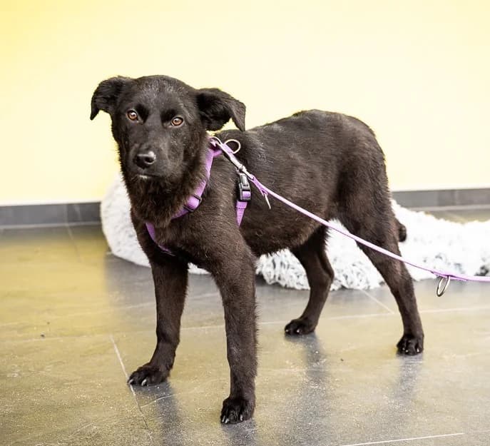 Beauty, female Mixed Breed for adoption at Tierheimhelden — photo 2 of 5