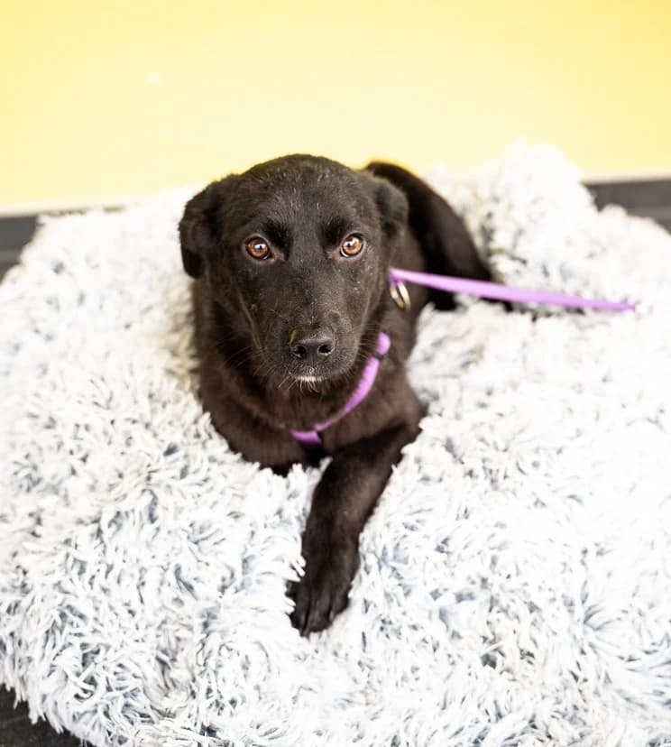 Beauty, female Mixed Breed for adoption at Tierheimhelden — photo 3 of 5