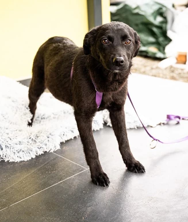 Beauty, female Mixed Breed for adoption at Tierheimhelden — photo 4 of 5