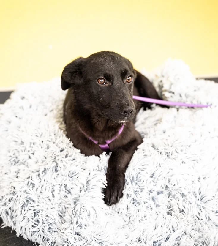 Beauty, female Mixed Breed for adoption at Tierheimhelden — photo 5 of 5