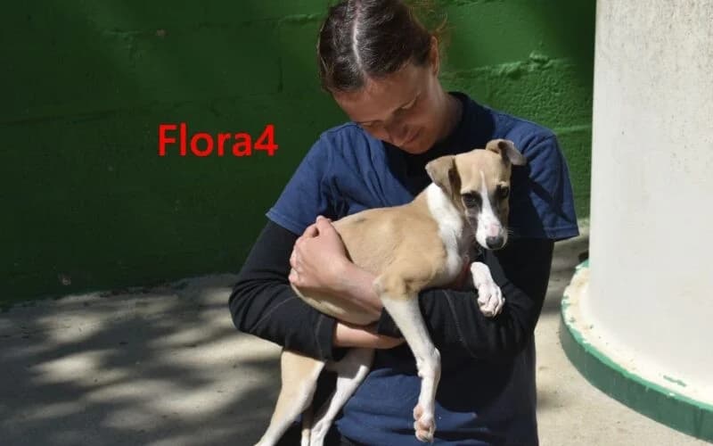 Flora4, female mixed breed for adoption at Tierheimhelden
