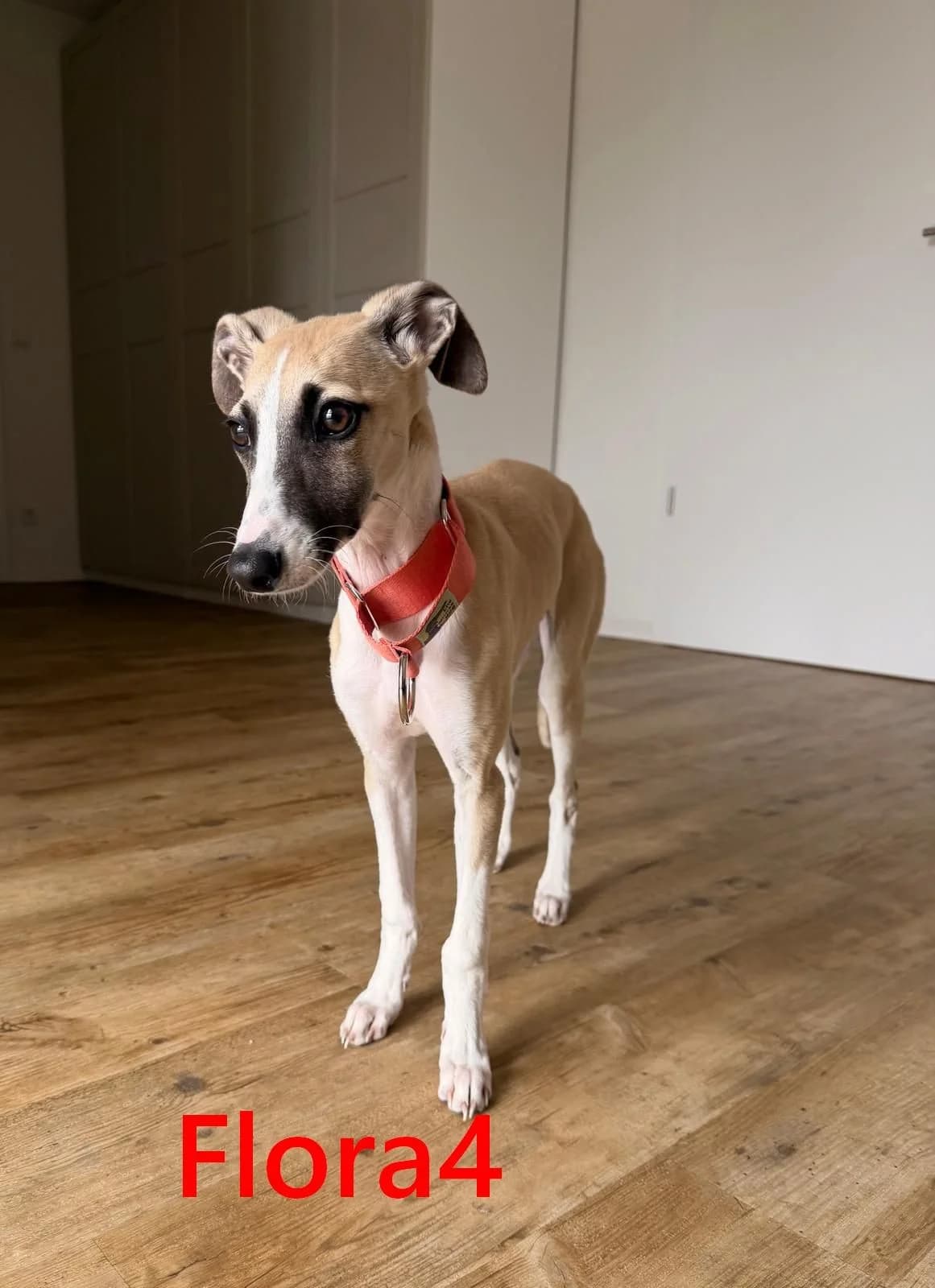 Flora4, female mixed breed for adoption at Tierheimhelden — photo 2 of 7