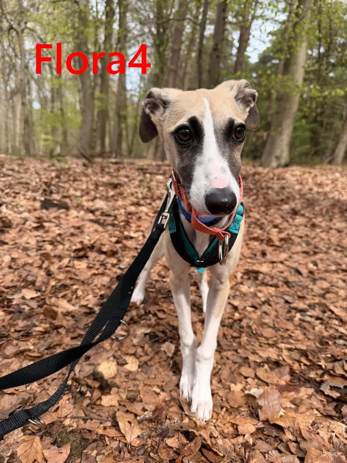 Flora4, female mixed breed for adoption at Tierheimhelden — photo 3 of 7