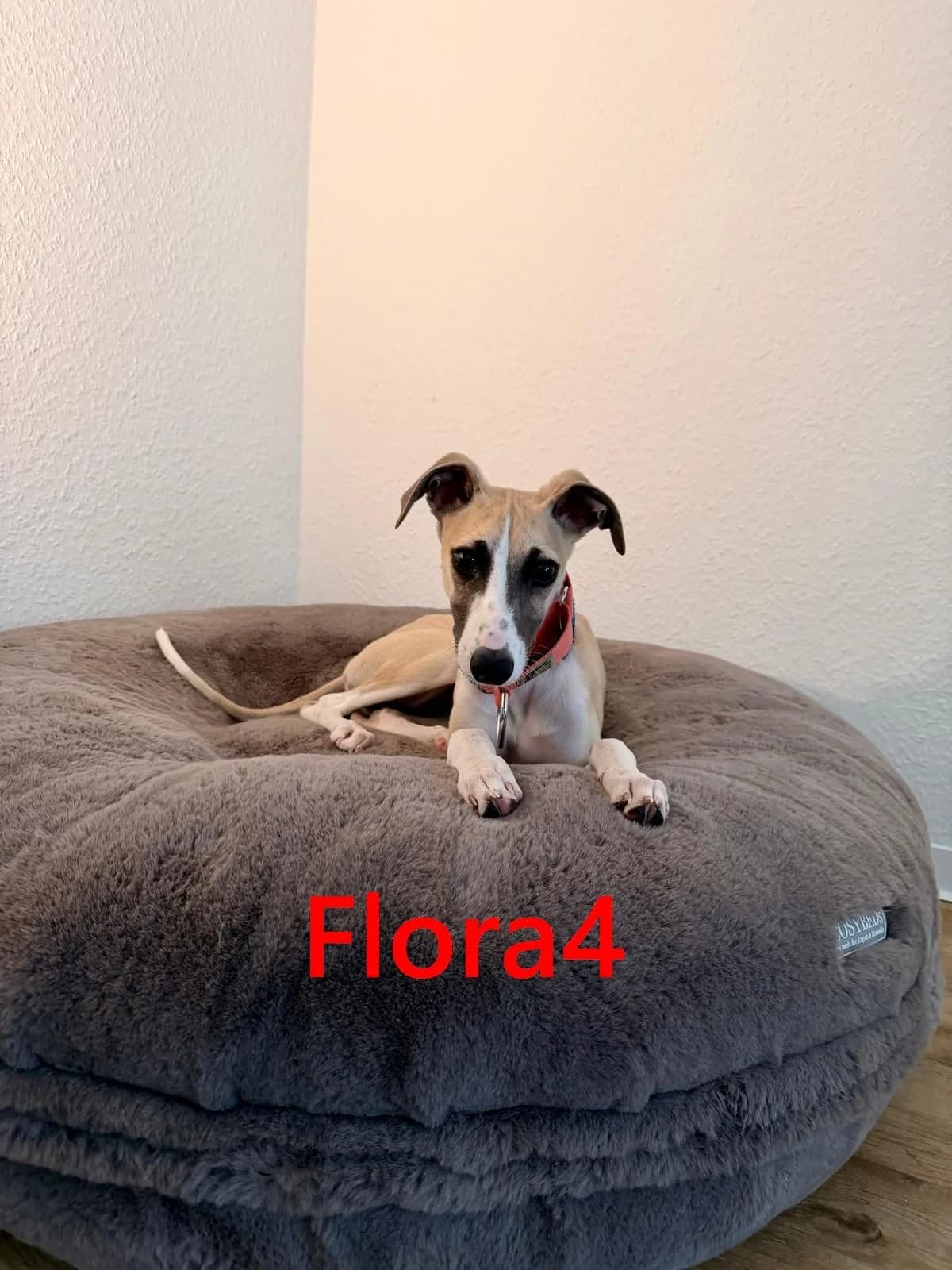Flora4, female mixed breed for adoption at Tierheimhelden — photo 4 of 7