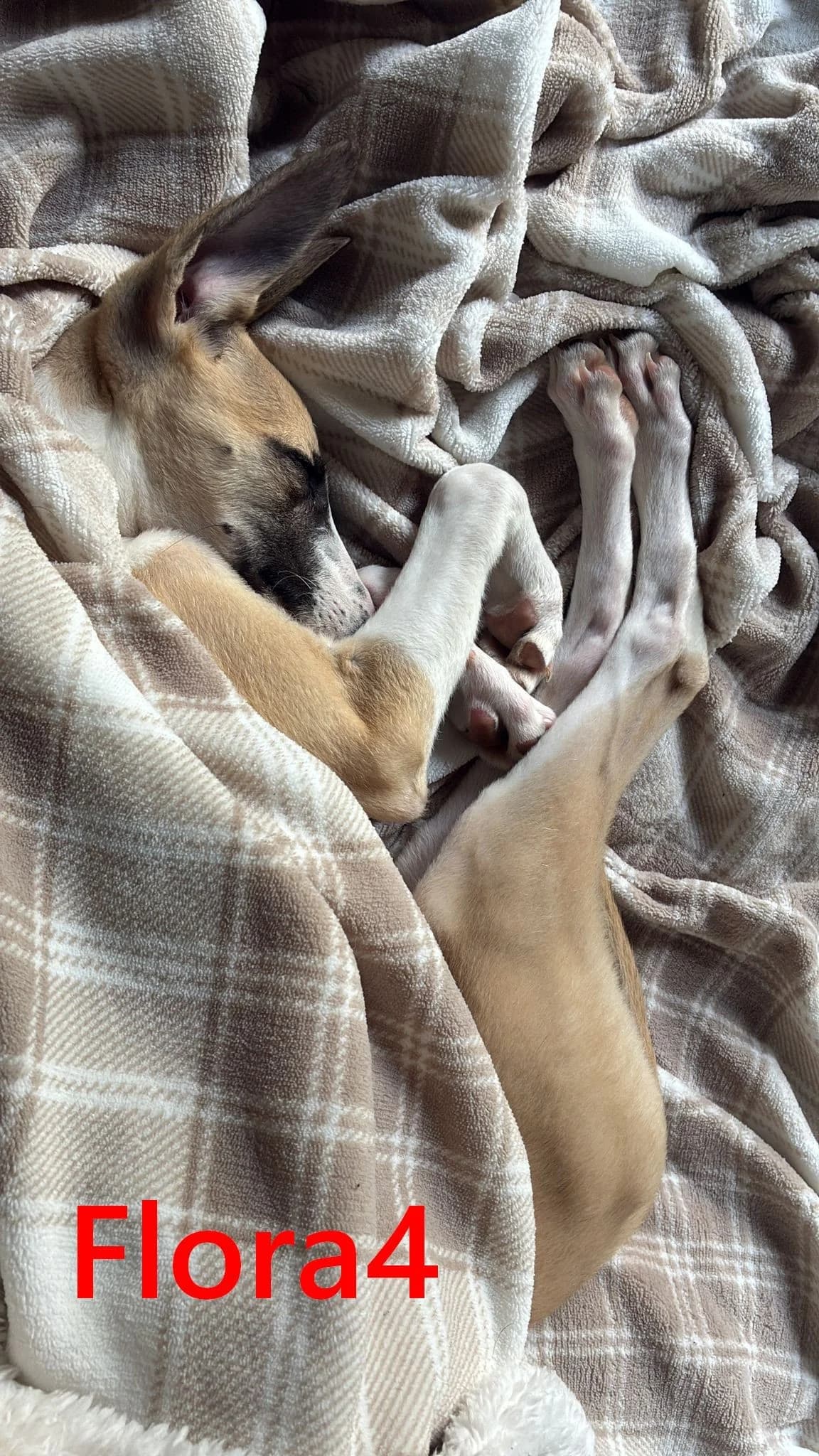 Flora4, female mixed breed for adoption at Tierheimhelden — photo 5 of 7