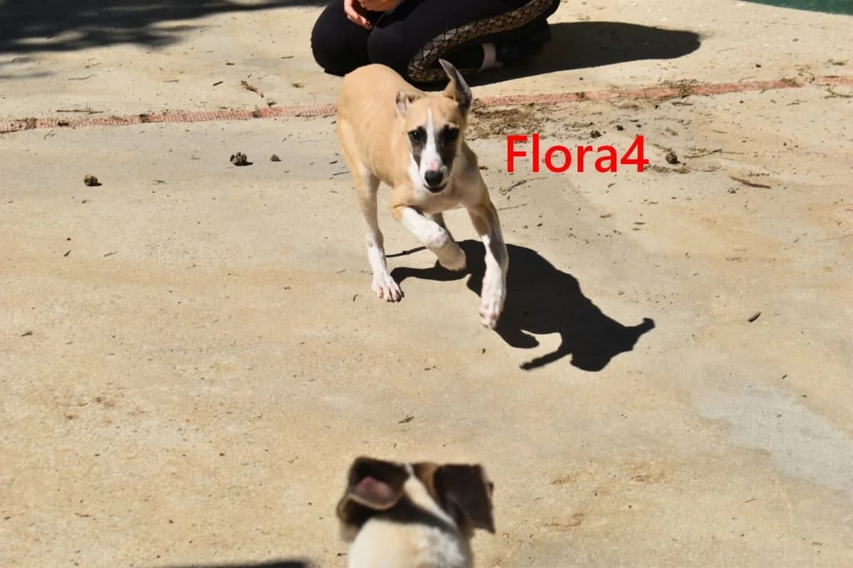 Flora4, female mixed breed for adoption at Tierheimhelden — photo 6 of 7