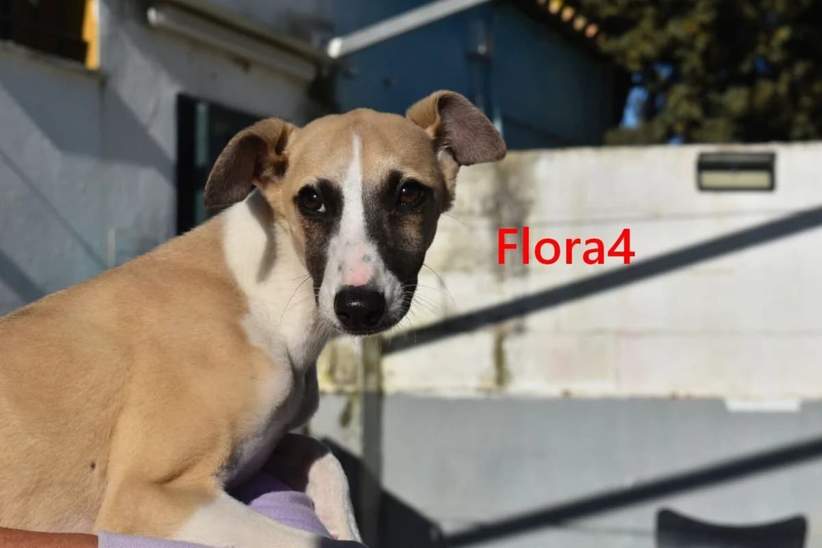 Flora4, female mixed breed for adoption at Tierheimhelden — photo 7 of 7