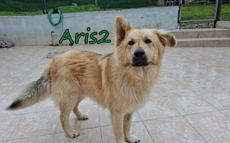 Aris2, male Mixed Breed for adoption at Tierheimhelden