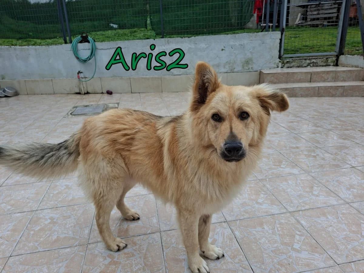 Aris2, male Mixed Breed for adoption at Tierheimhelden — photo 4 of 8