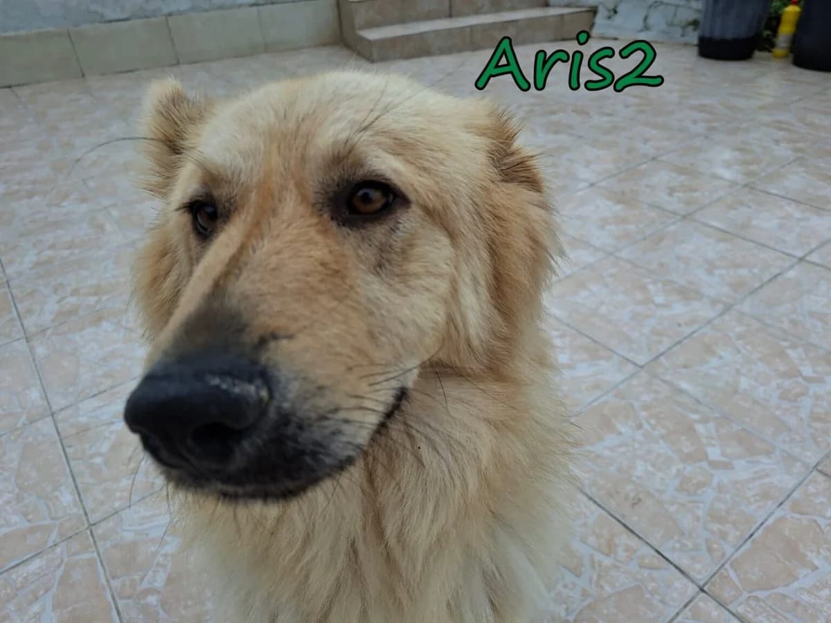 Aris2, male Mixed Breed for adoption at Tierheimhelden — photo 6 of 8