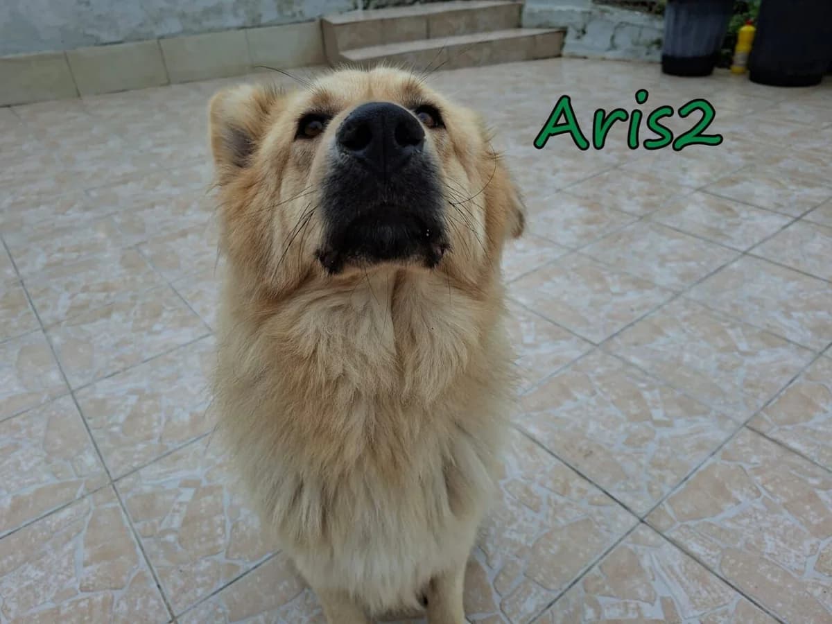 Aris2, male Mixed Breed for adoption at Tierheimhelden — photo 7 of 8