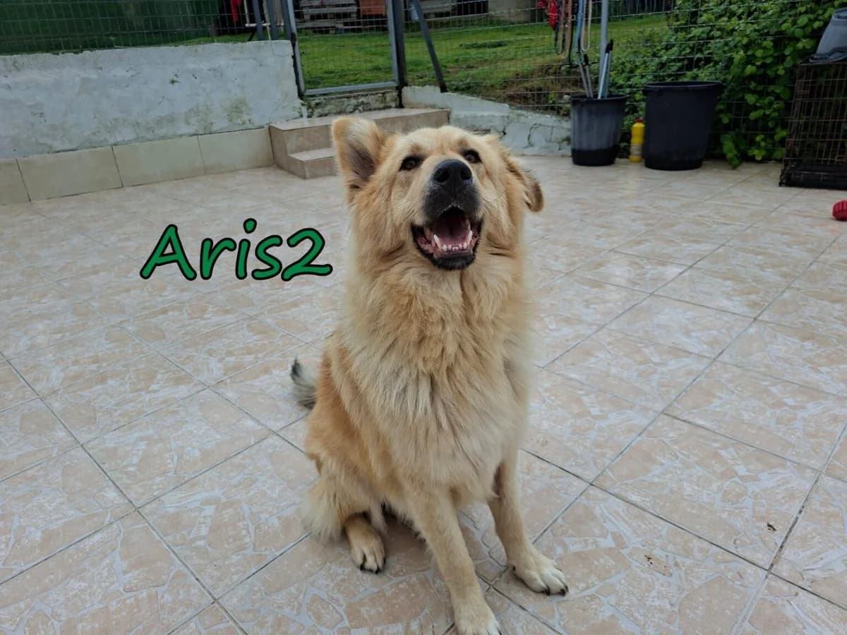 Aris2, male Mixed Breed for adoption at Tierheimhelden — photo 8 of 8