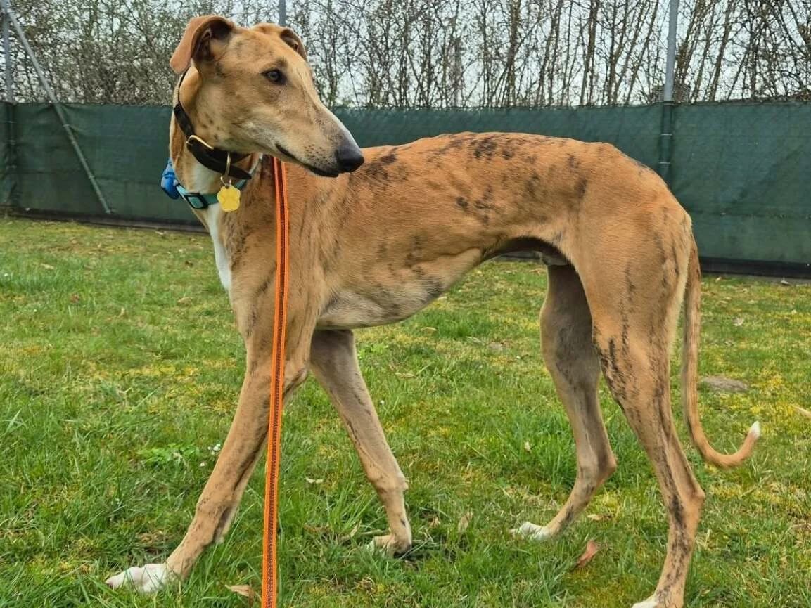 Klaus3, male Galgo Español for adoption at Tierheimhelden
