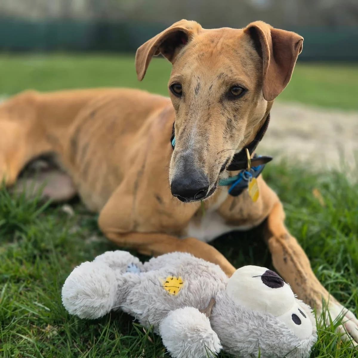 Klaus3, male Galgo Español for adoption at Tierheimhelden — photo 2 of 18