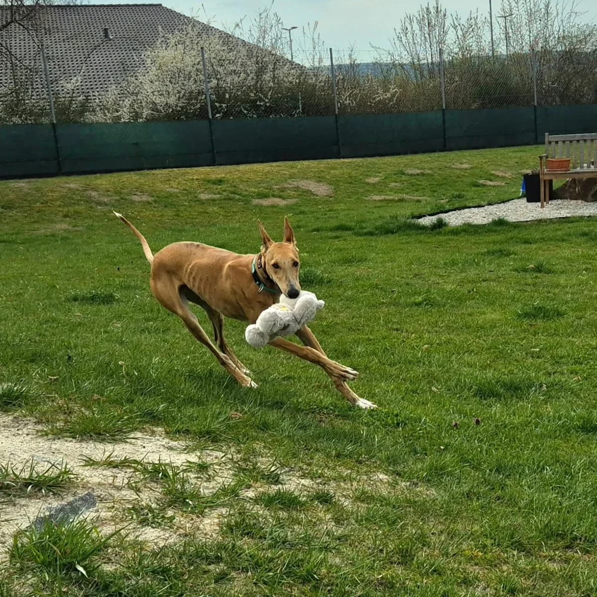Klaus3, male Galgo Español for adoption at Tierheimhelden — photo 3 of 18