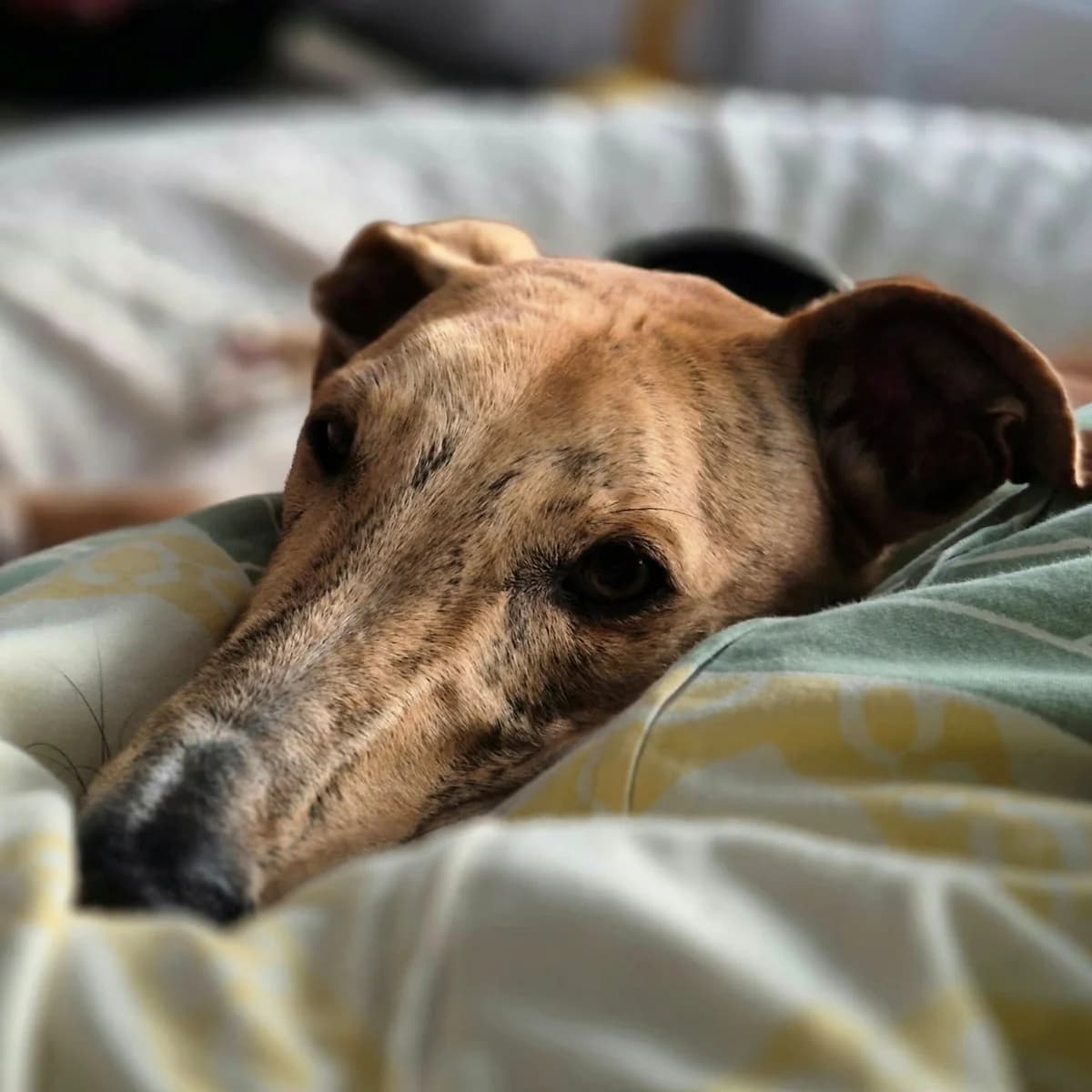 Klaus3, male Galgo Español for adoption at Tierheimhelden — photo 4 of 18