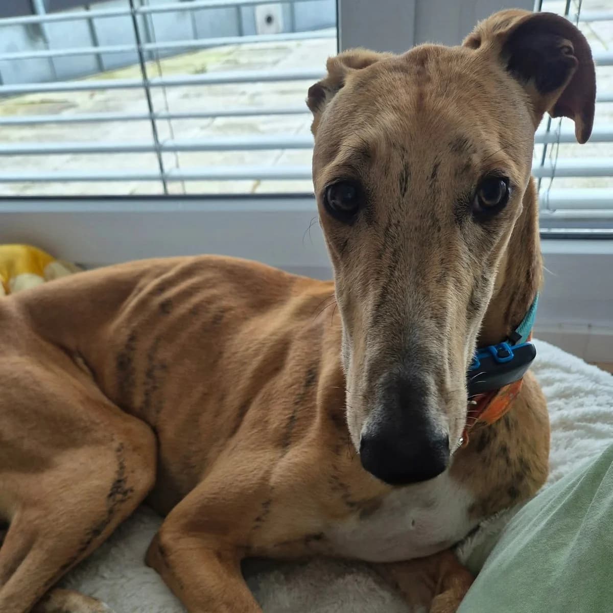 Klaus3, male Galgo Español for adoption at Tierheimhelden — photo 5 of 18