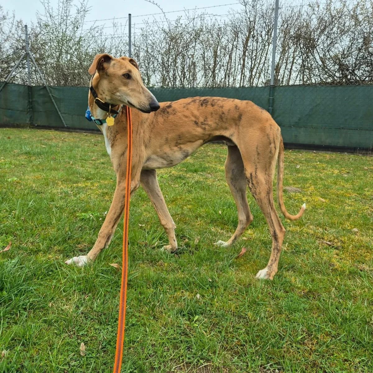 Klaus3, male Galgo Español for adoption at Tierheimhelden — photo 6 of 18