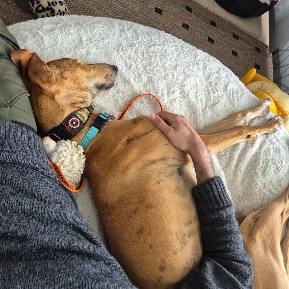 Klaus3, male Galgo Español for adoption at Tierheimhelden — photo 7 of 18