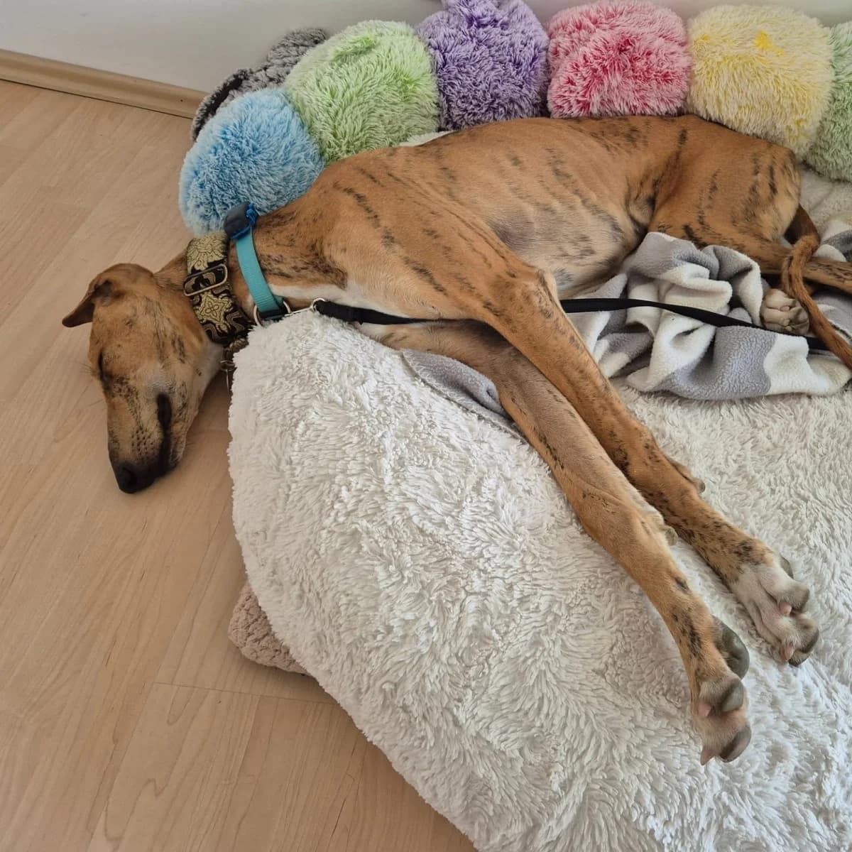 Klaus3, male Galgo Español for adoption at Tierheimhelden — photo 8 of 18