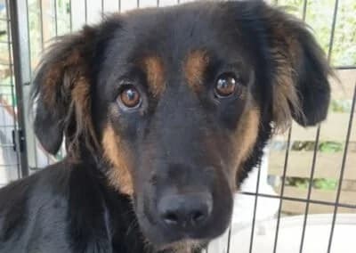 Vaiana, female Mixed Breed for adoption at Tierheimhelden