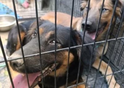 Vaiana, female Mixed Breed for adoption at Tierheimhelden — photo 2 of 23