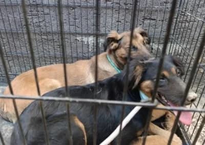 Vaiana, female Mixed Breed for adoption at Tierheimhelden — photo 3 of 23