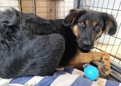 Vaiana, female Mixed Breed for adoption at Tierheimhelden — photo 4 of 23