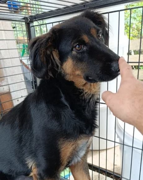 Vaiana, female Mixed Breed for adoption at Tierheimhelden — photo 5 of 23