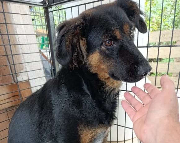 Vaiana, female Mixed Breed for adoption at Tierheimhelden — photo 6 of 23