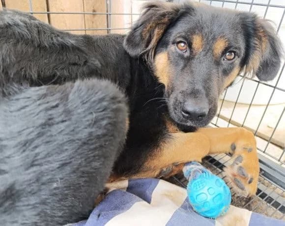 Vaiana, female Mixed Breed for adoption at Tierheimhelden — photo 7 of 23