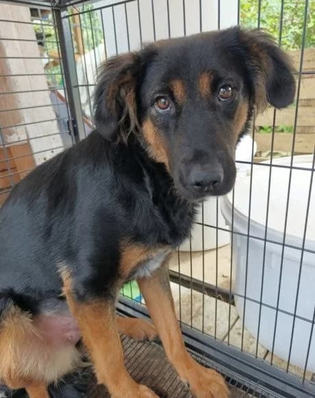 Vaiana, female Mixed Breed for adoption at Tierheimhelden — photo 8 of 23