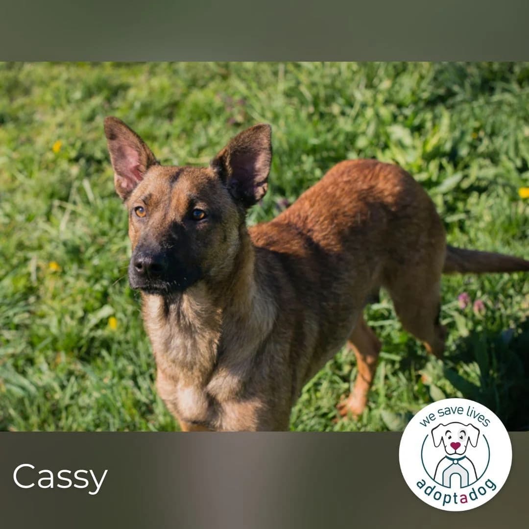 Cassy, female Mixed Breed for adoption at Tierheimhelden