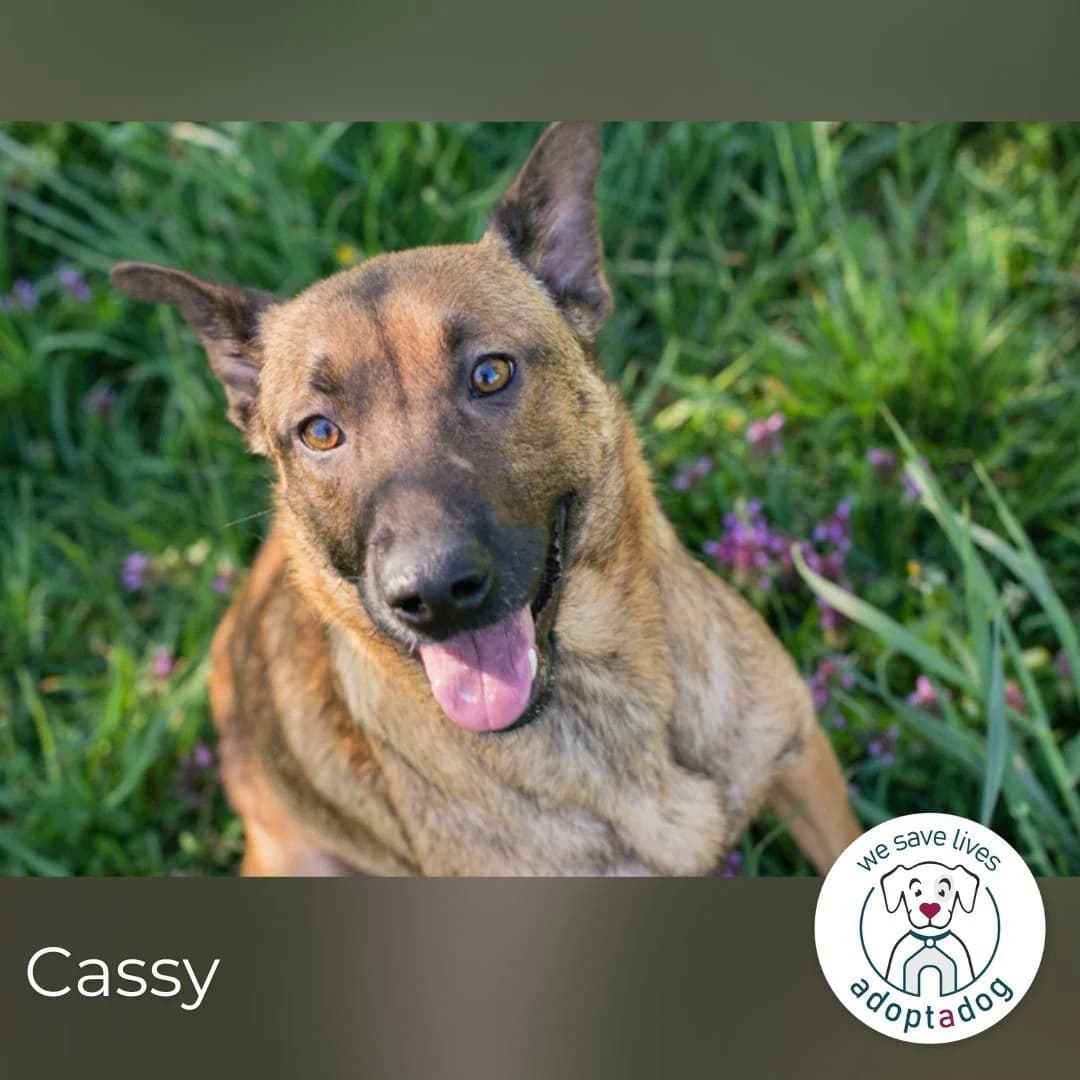 Cassy, female Mixed Breed for adoption at Tierheimhelden — photo 2 of 6